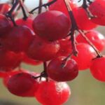 Red Berries